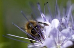 Biene auf einer Blume