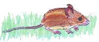 Feldmaus