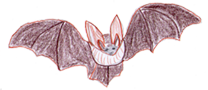 Fledermaus