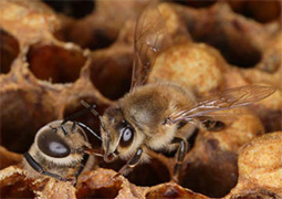 Les mâles appelés aussi les faux bourdons ne sont responsables que de la reproduction.