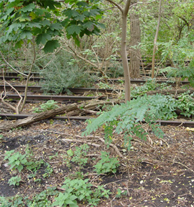 Wildnis im Park am Gleisdreieck