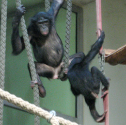 Bonobos