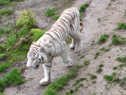 ZooParc Beauval