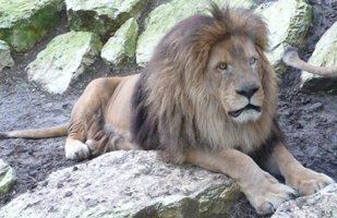 ZooParc Beauval