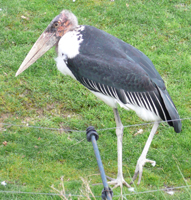 ZooParc Beauval