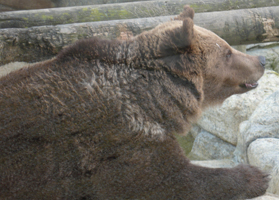 ZooParc Beauval