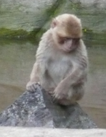 ZooParc Beauval