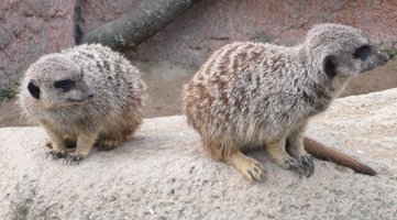 ZooParc Beauval