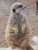 ZooParc Beauval