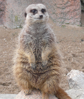 ZooParc Beauval