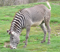 ZooParc Beauval